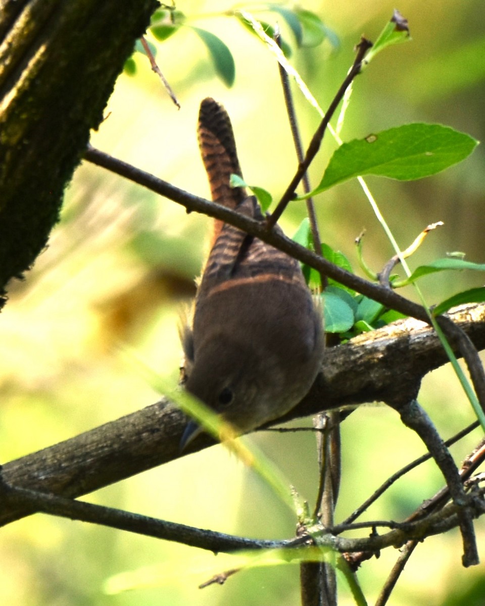 Northern House Wren - ML623533155