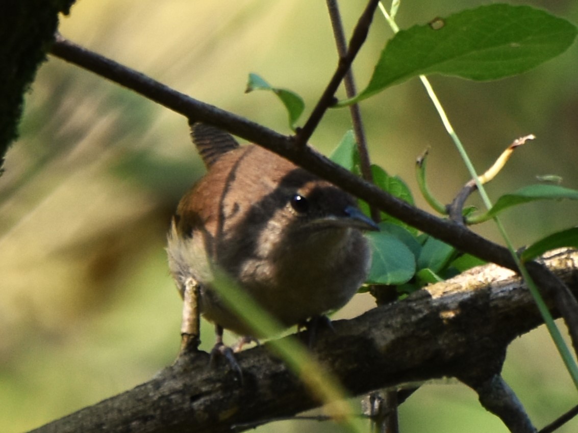 Northern House Wren - ML623533156