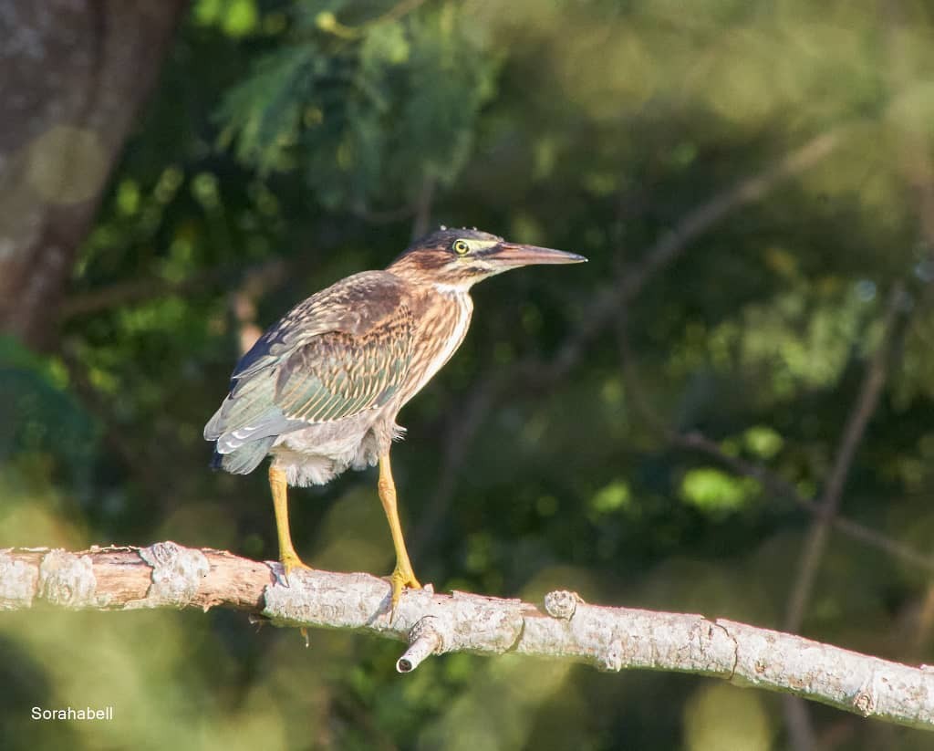 Green Heron - ML623533163