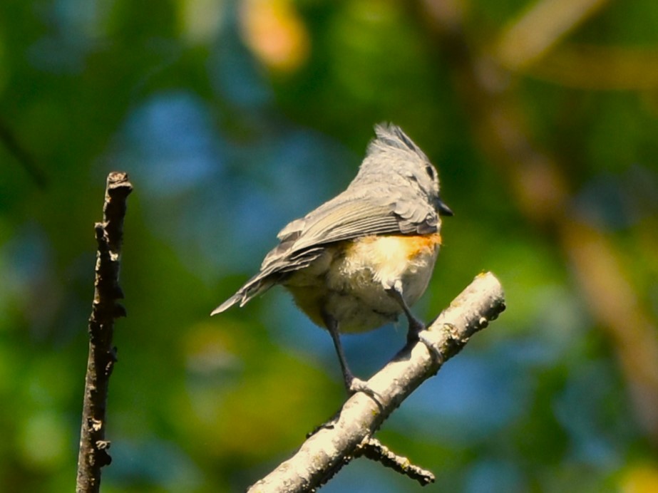 Tufted Titmouse - ML623533171