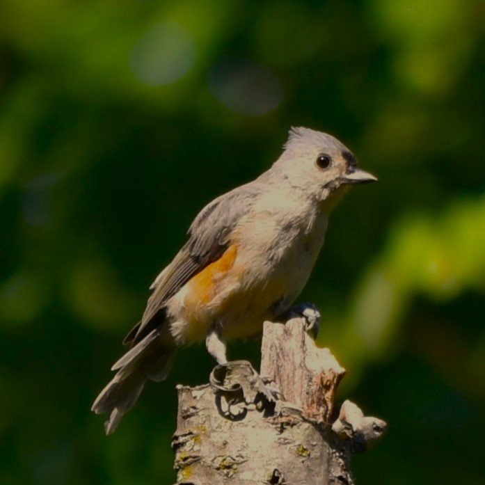 Tufted Titmouse - ML623533172