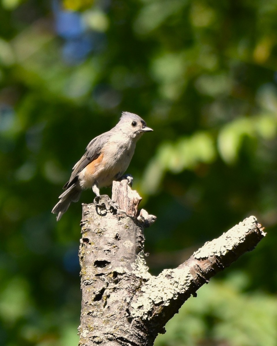 Tufted Titmouse - ML623533173