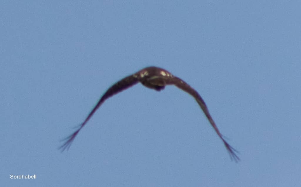 Red-tailed Hawk - Sorahabell Orduño