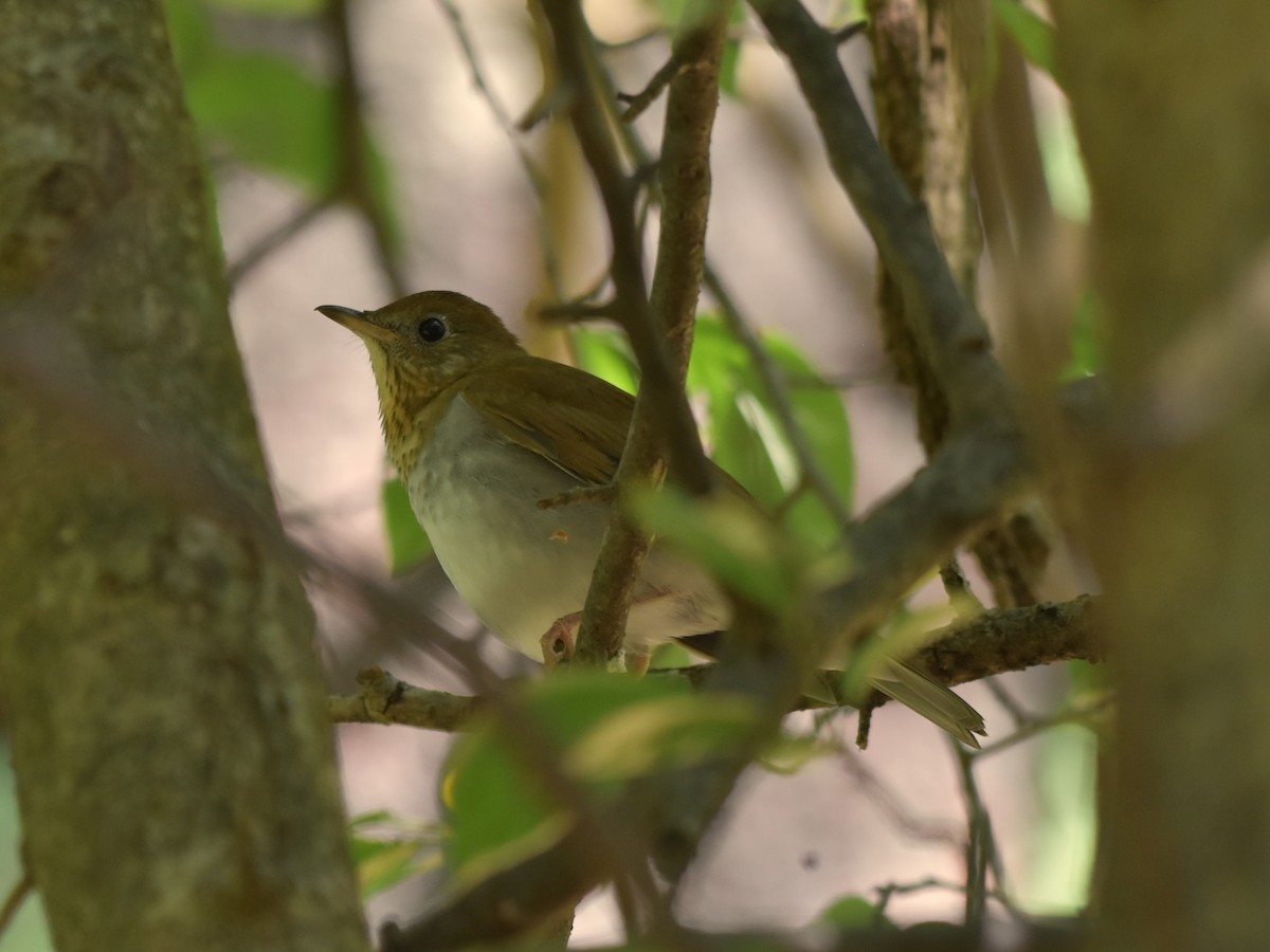 Veery - ML623533191