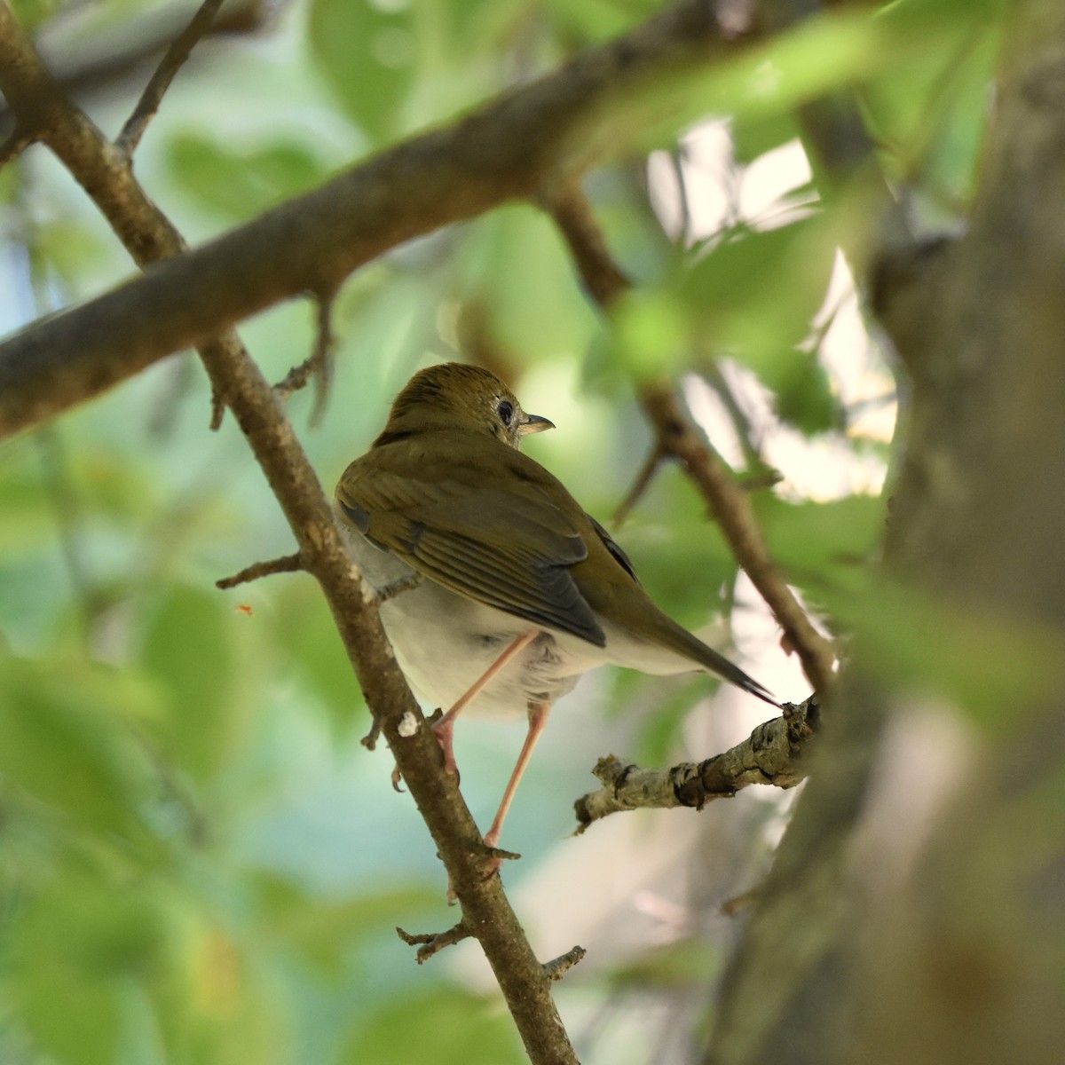 Veery - ML623533192