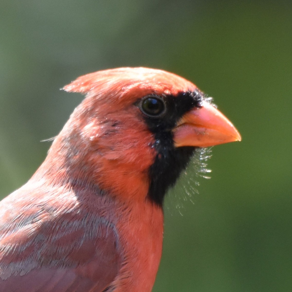 Northern Cardinal - ML623533203