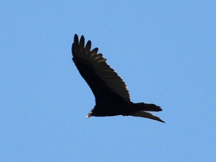 Turkey Vulture - ML623533212