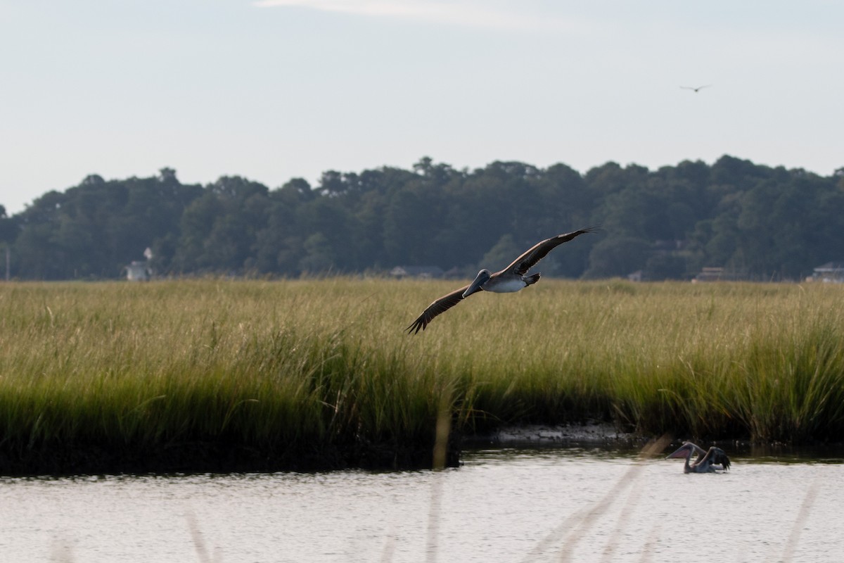 Brown Pelican - ML623533213