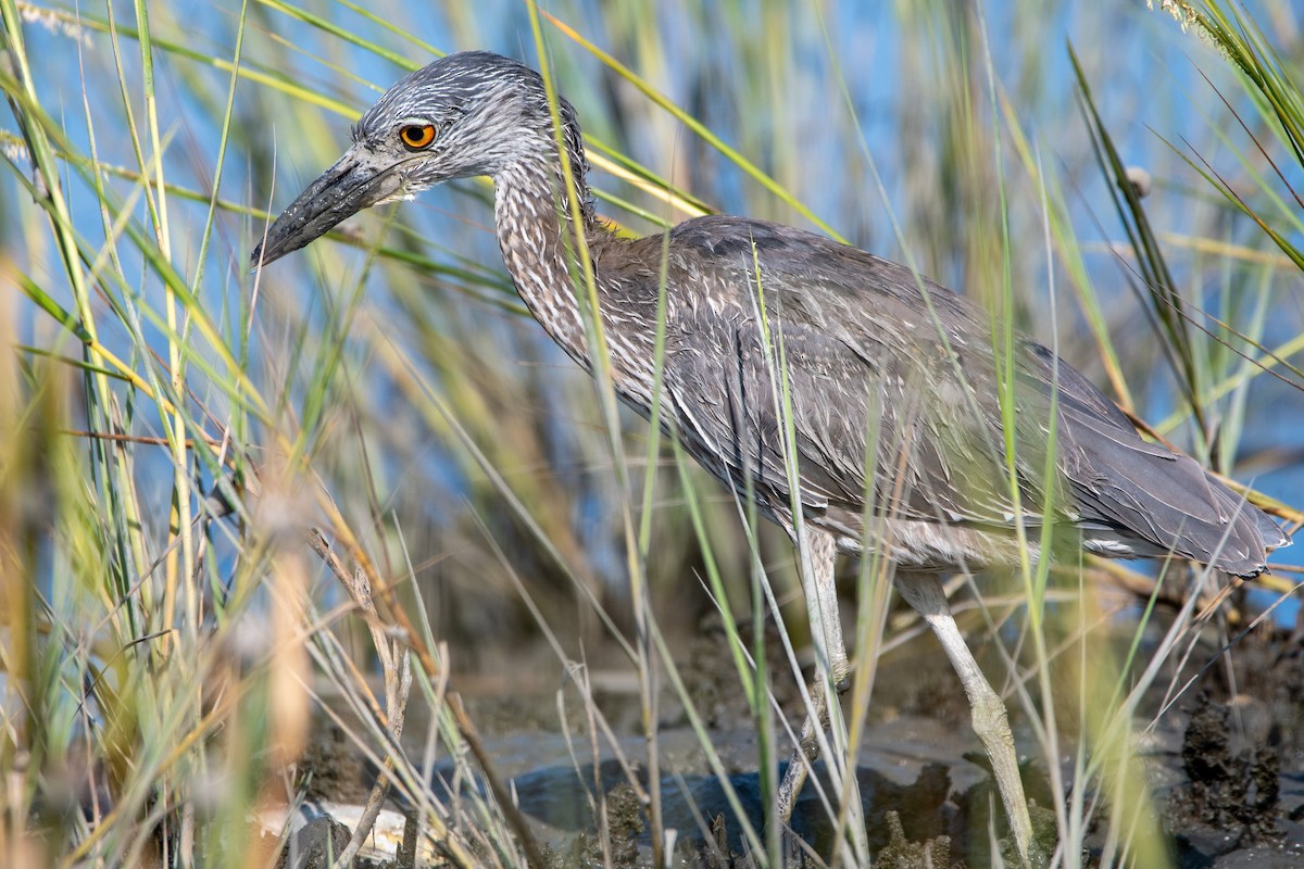 Yellow-crowned Night Heron - ML623533217