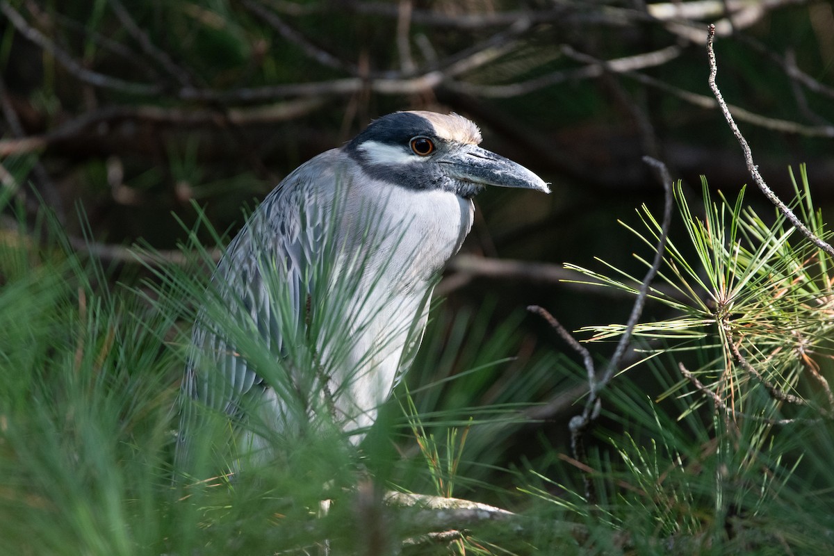 Yellow-crowned Night Heron - ML623533218