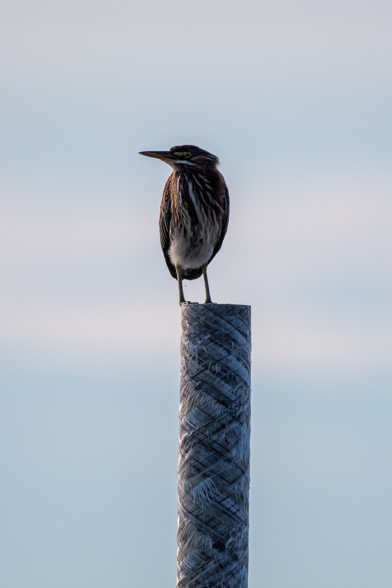 Green Heron - ML623533222