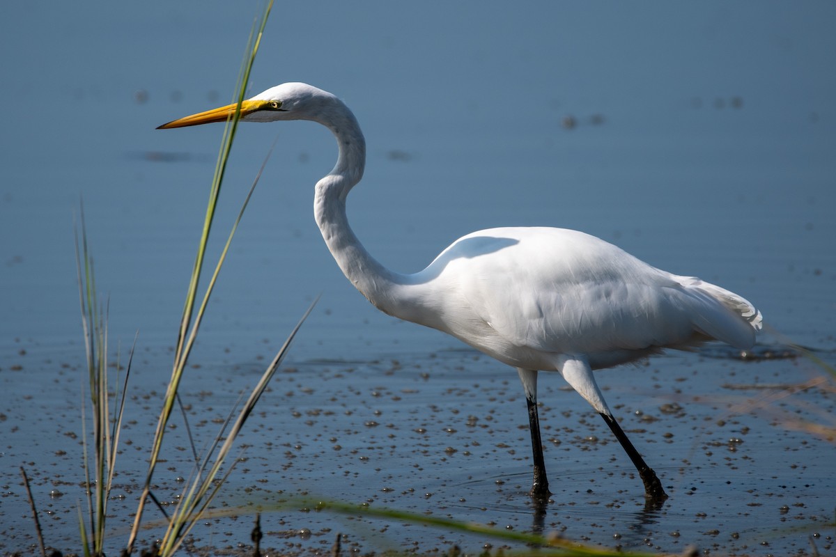 Great Egret - ML623533230