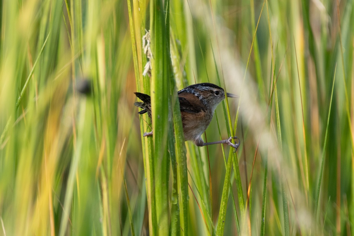 Marsh Wren - ML623533237