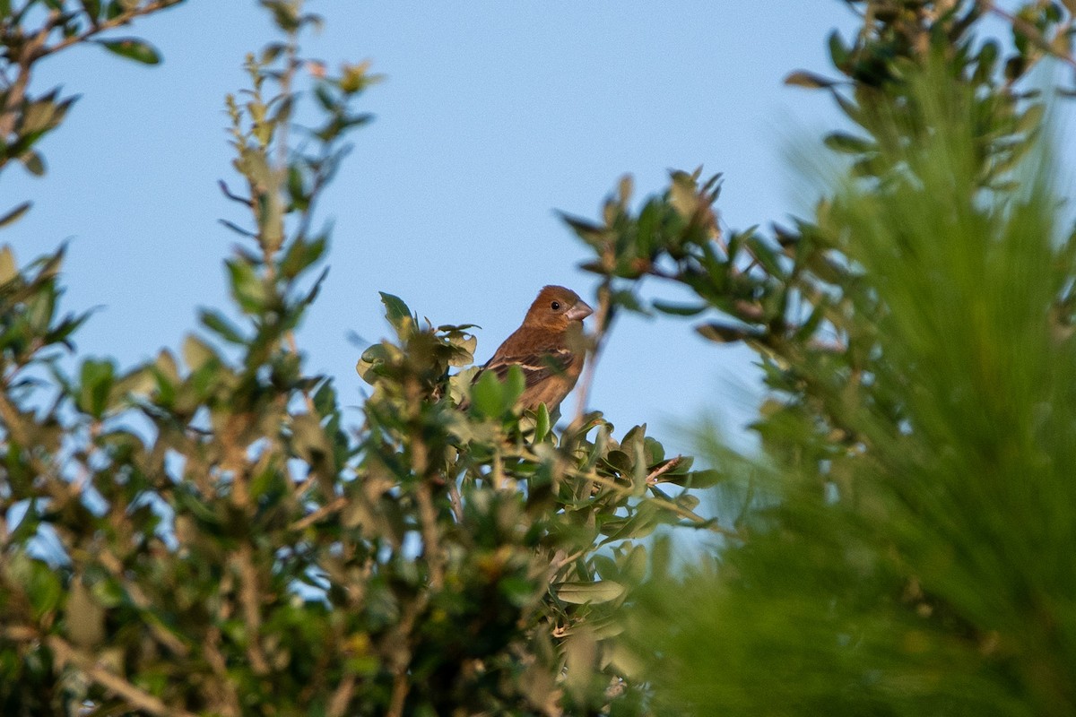 Blue Grosbeak - ML623533242