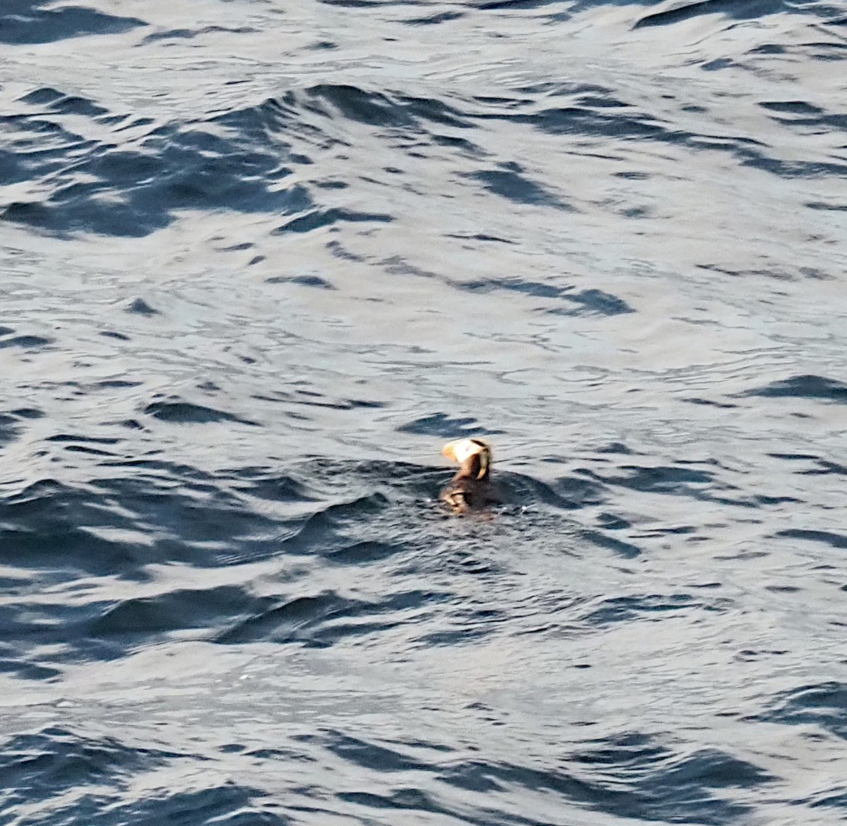 Tufted Puffin - Linda Rickerson