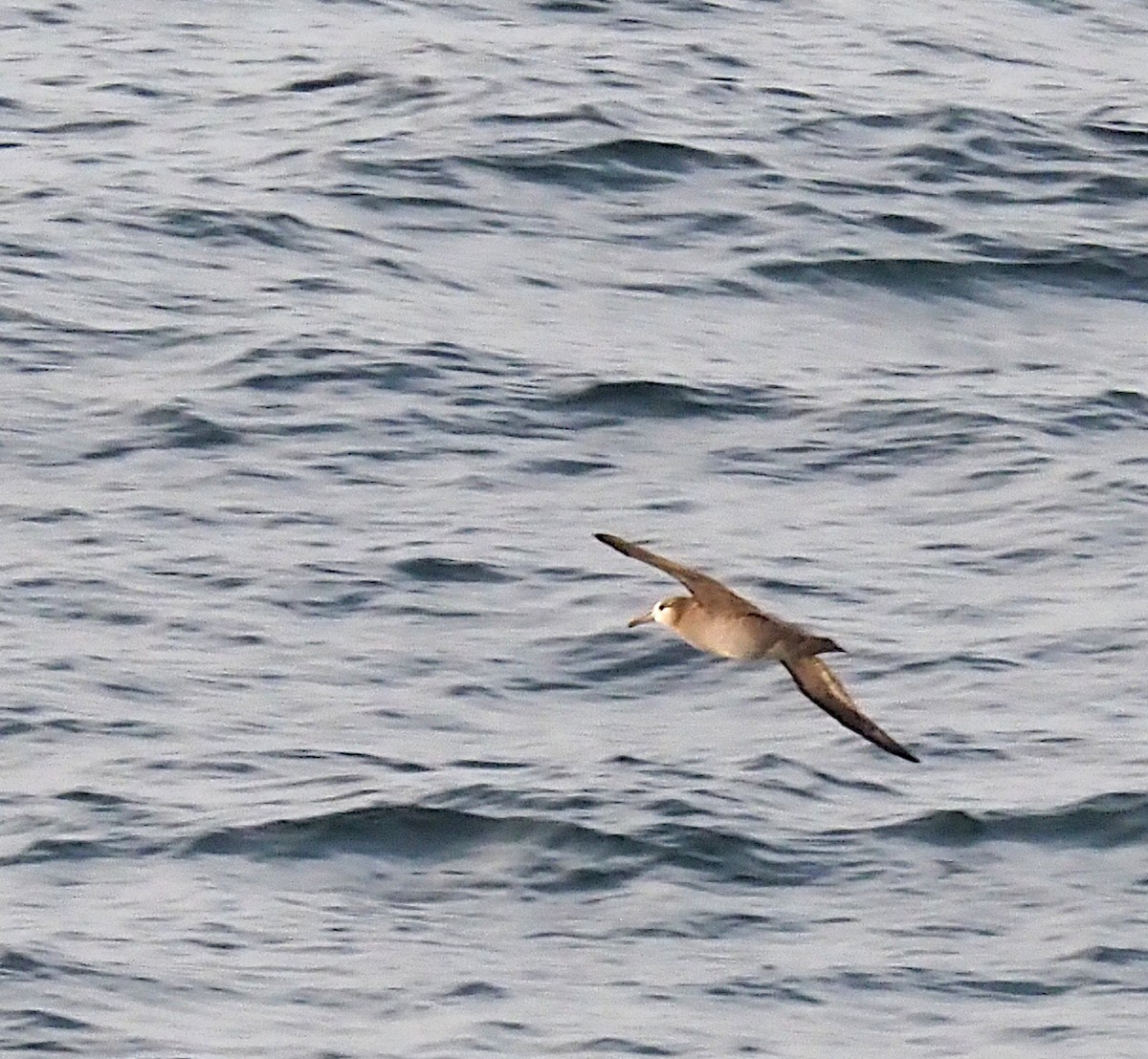 Black-footed Albatross - ML623533280