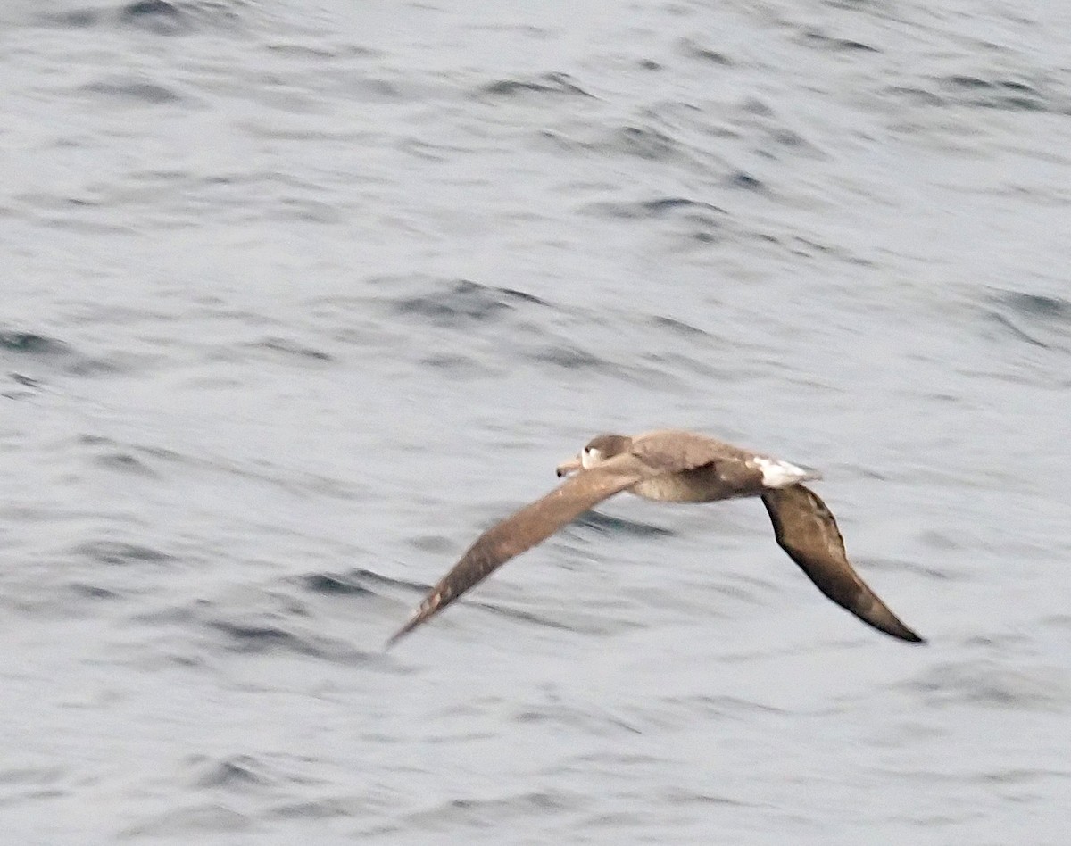 Black-footed Albatross - ML623533281
