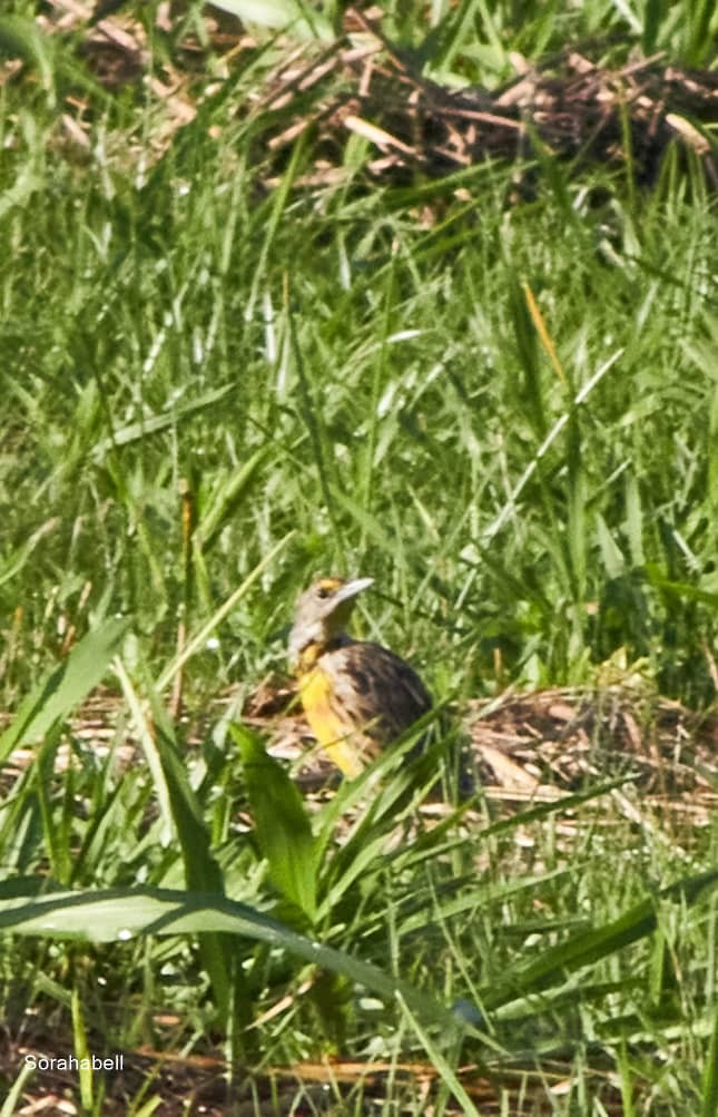 Eastern Meadowlark - ML623533288