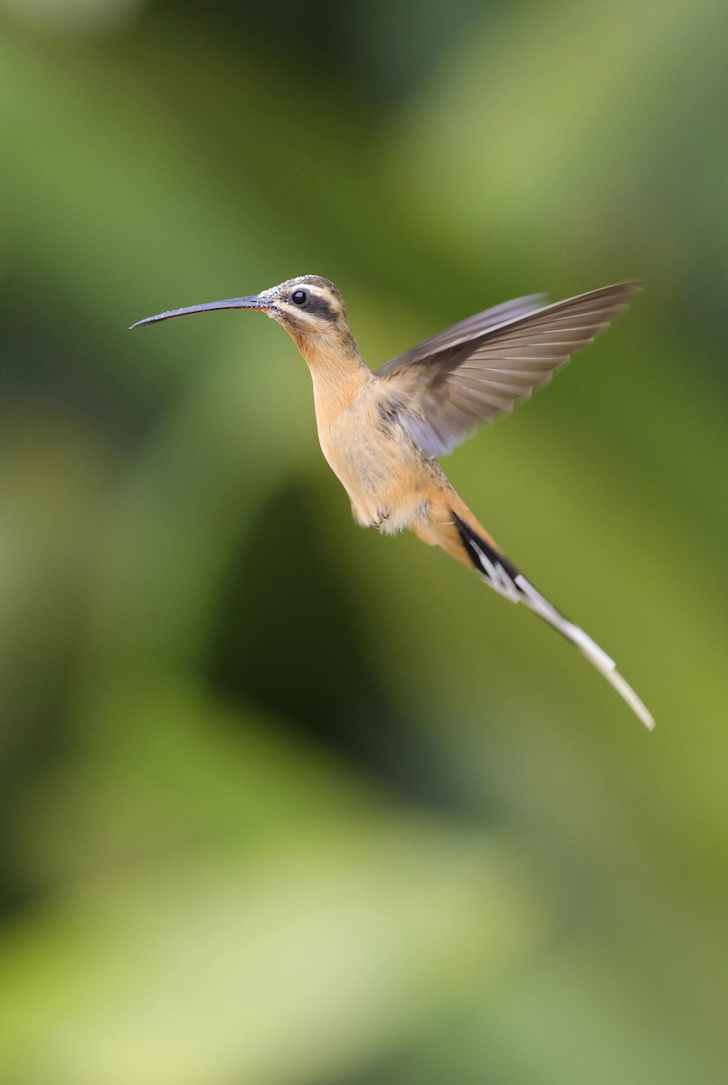 Scale-throated Hermit - ML623533313