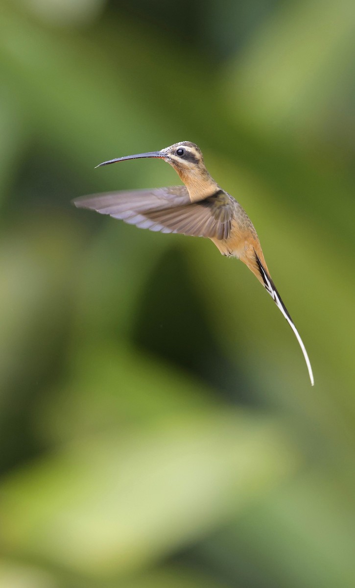 Scale-throated Hermit - ML623533315