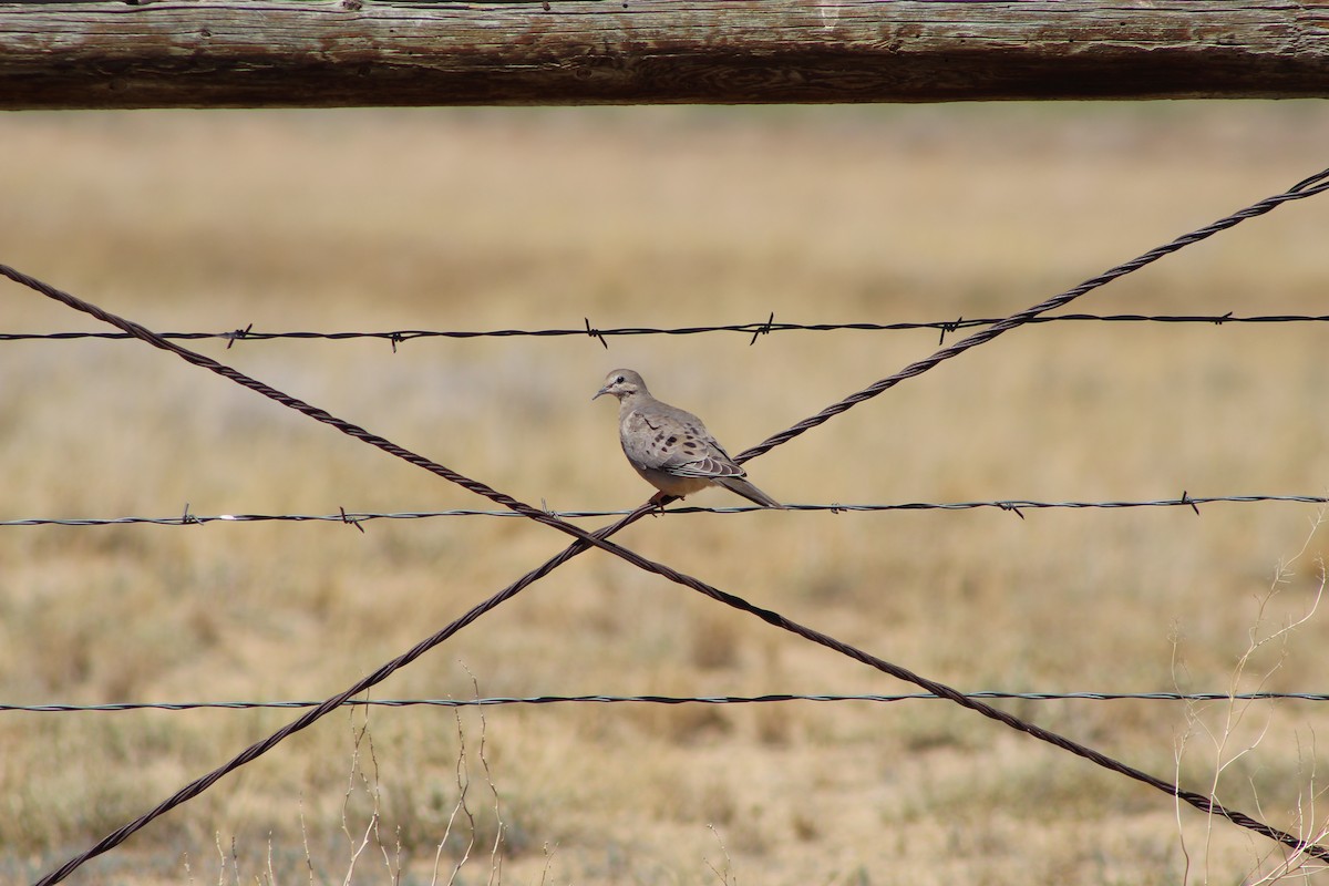 Mourning Dove - ML623533331