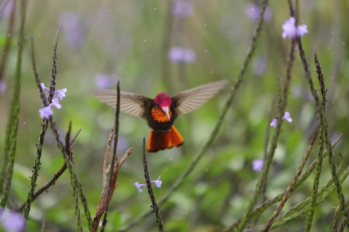 Ruby-topaz Hummingbird - ML623533341