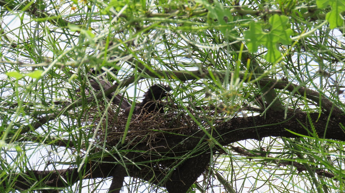 Groove-billed Ani - Oliver  Komar