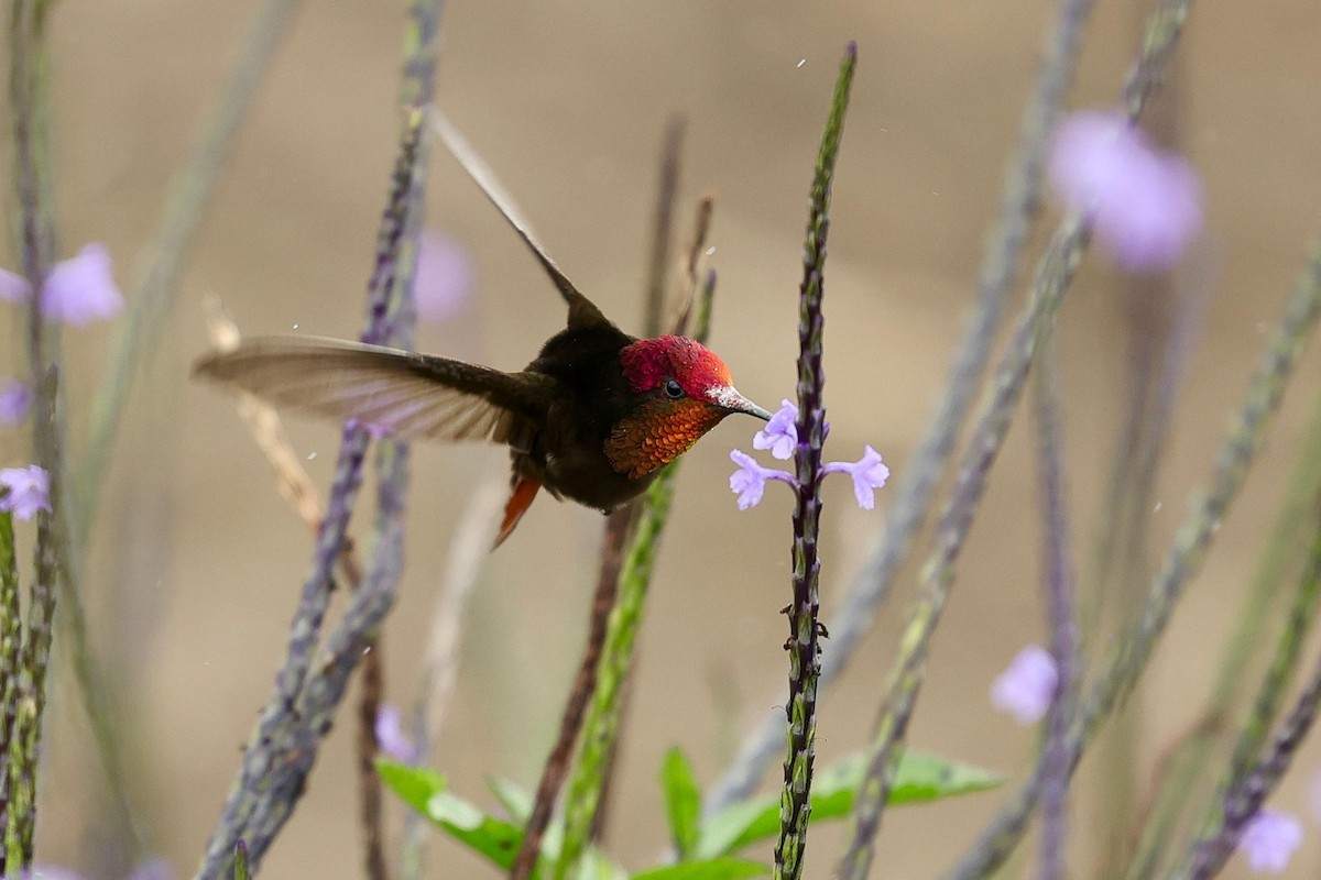 Ruby-topaz Hummingbird - ML623533372