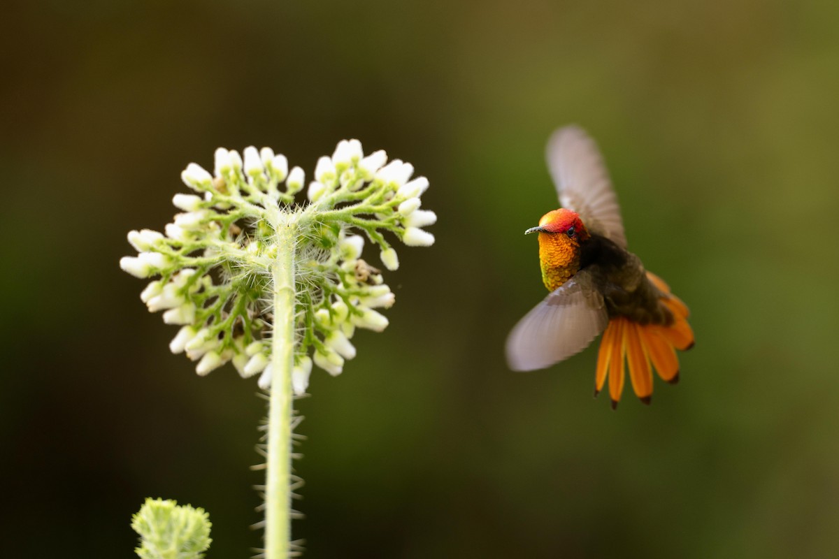 Ruby-topaz Hummingbird - ML623533373