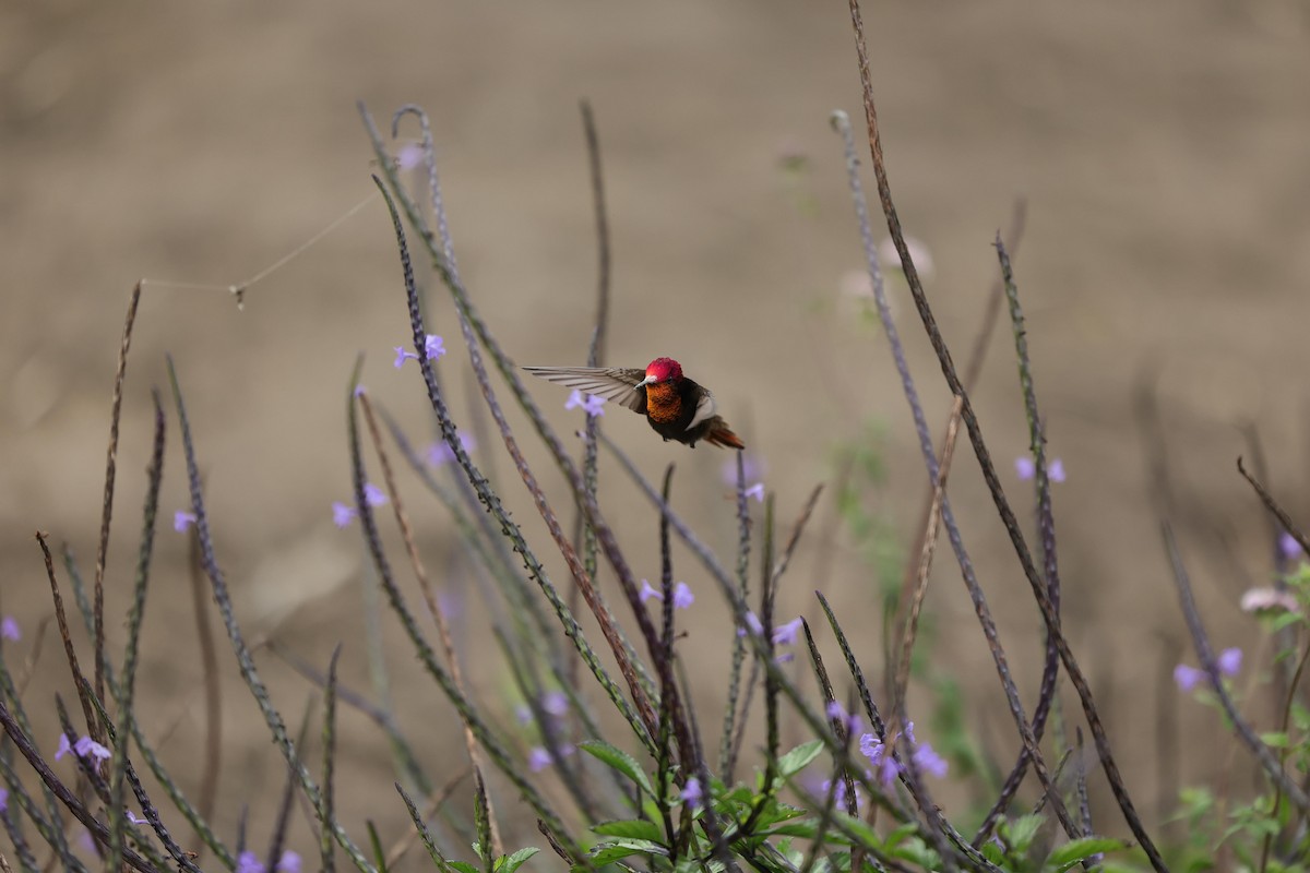 Ruby-topaz Hummingbird - ML623533375