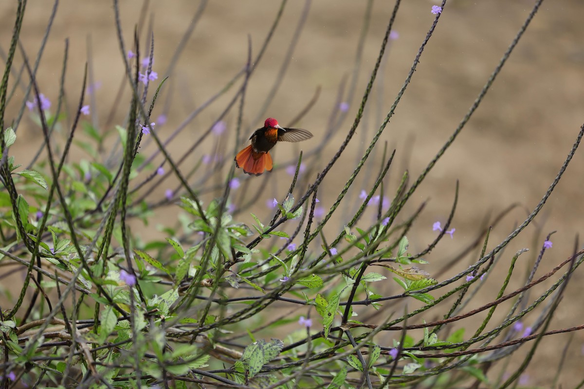 Ruby-topaz Hummingbird - ML623533376