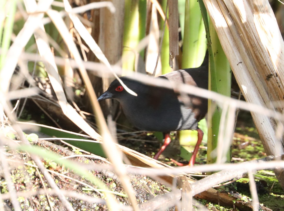 Spotless Crake - ML623533379