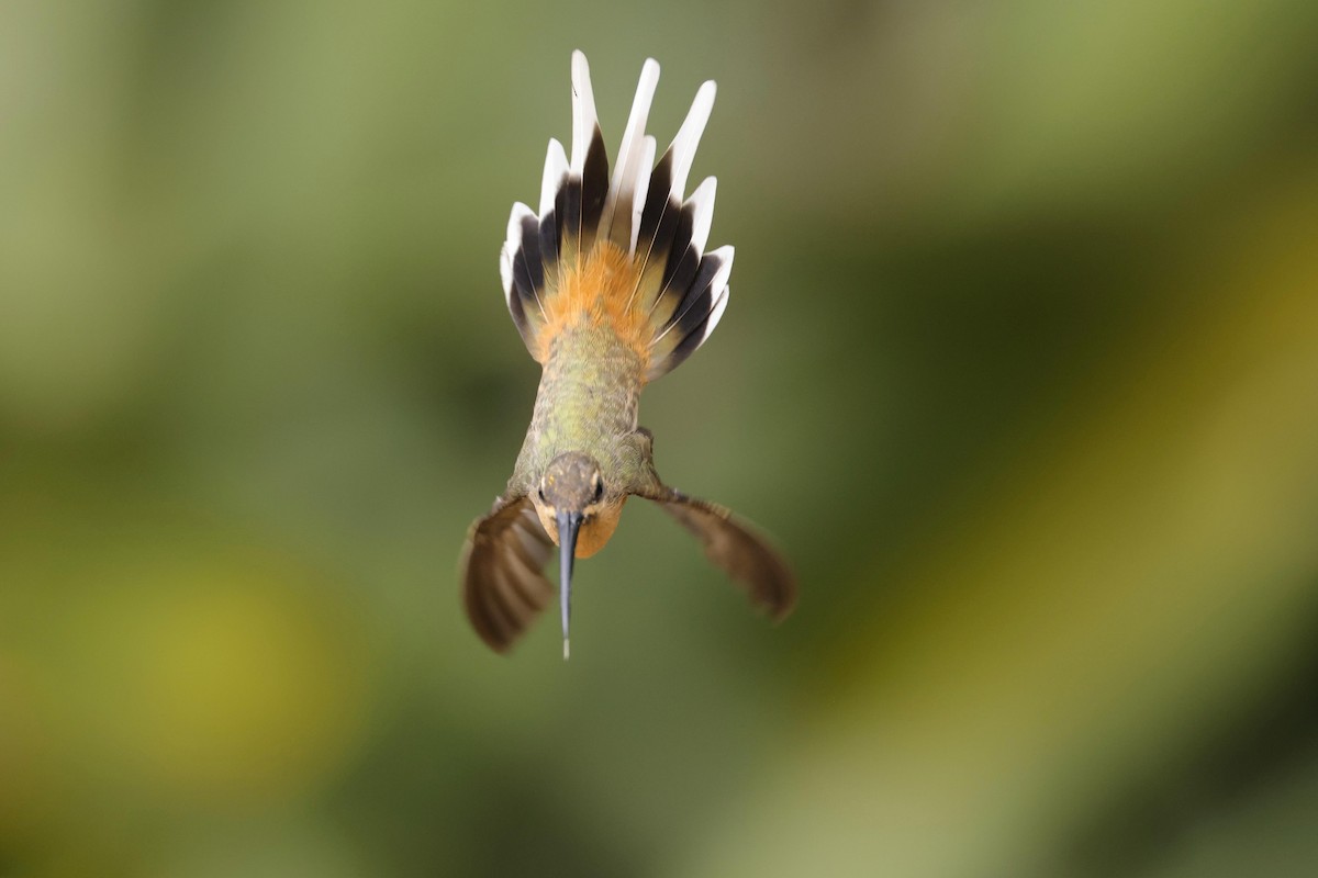 Scale-throated Hermit - ML623533385