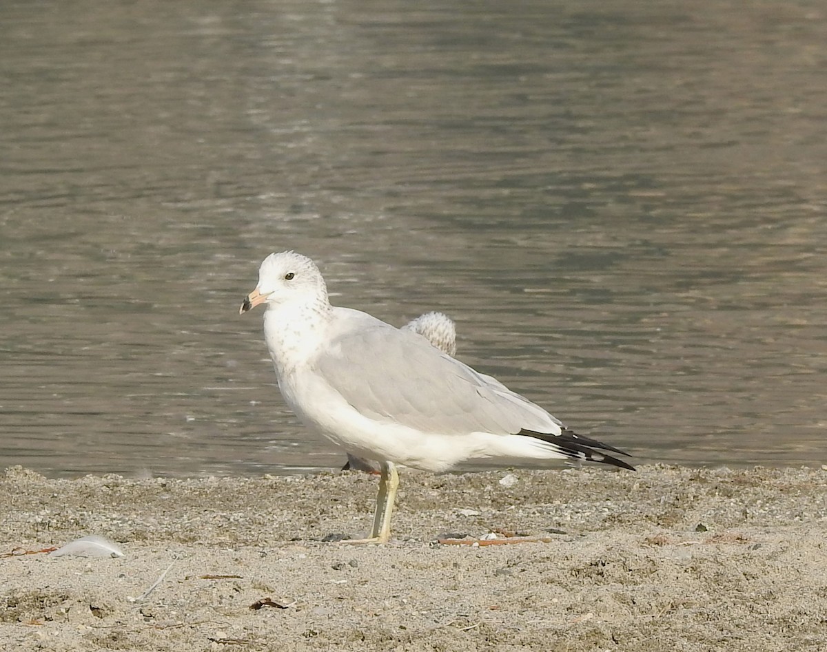 Ring-billed Gull - ML623533413