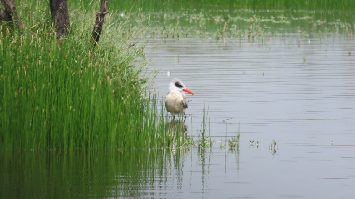 Caspian Tern - ML623533440