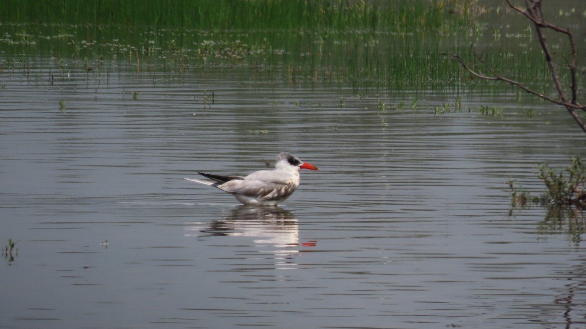 Caspian Tern - ML623533441