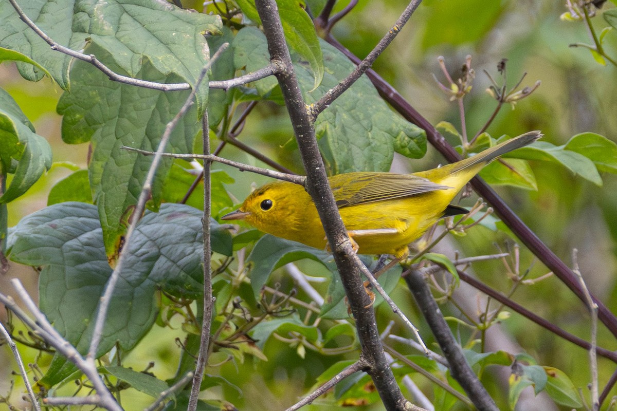 Wilson's Warbler - ML623533462