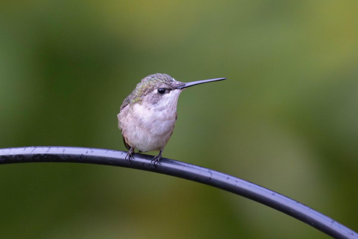 Ruby-throated Hummingbird - ML623533490