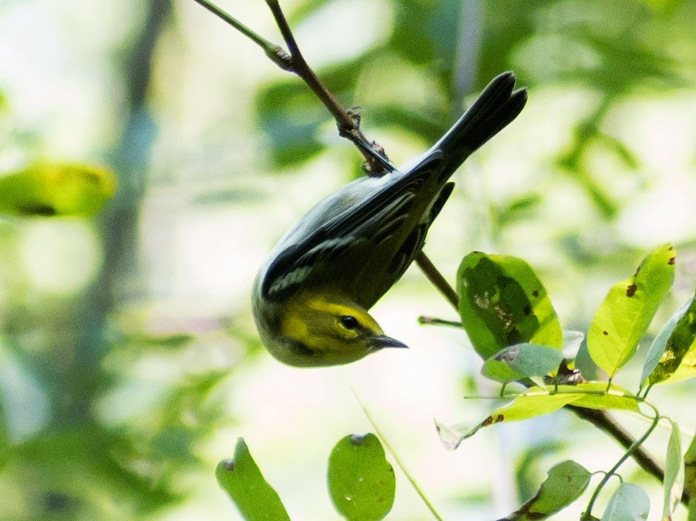 Black-throated Green Warbler - ML623533492