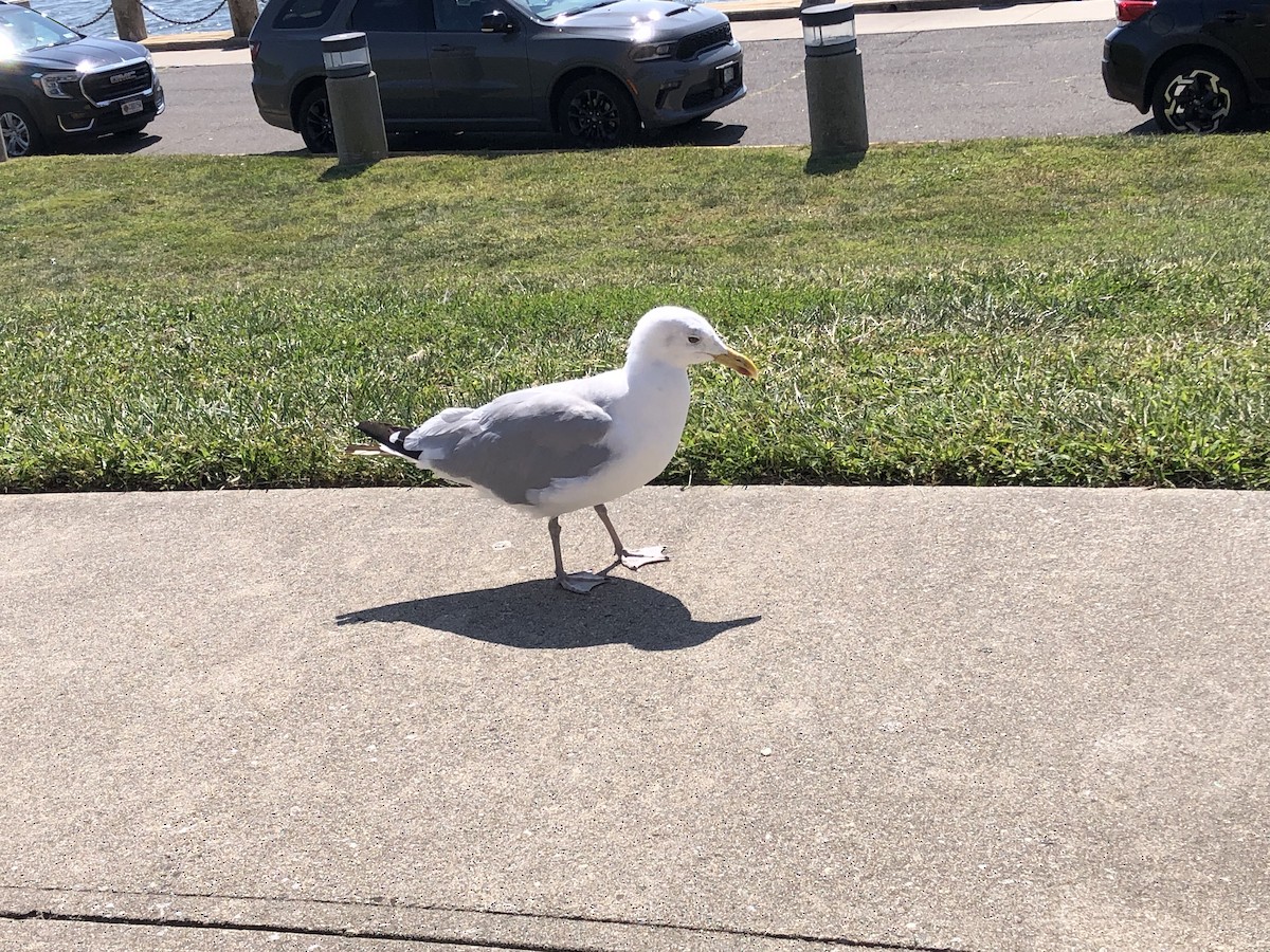 Gaviota Argéntea (americana) - ML623533503