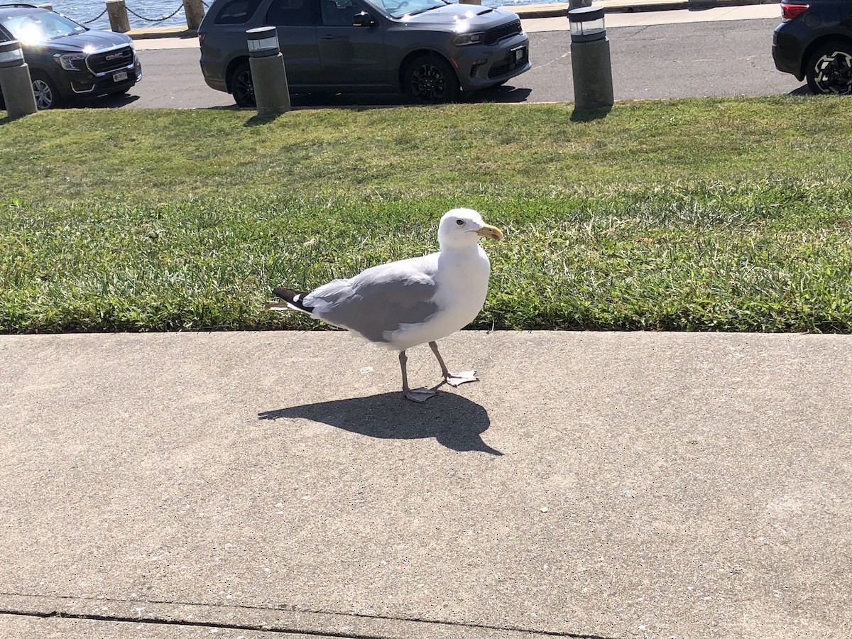 Gaviota Argéntea (americana) - ML623533504