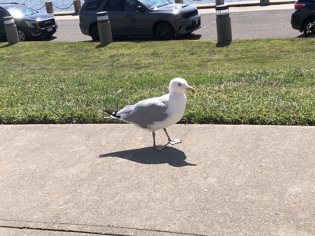 Gaviota Argéntea (americana) - ML623533505