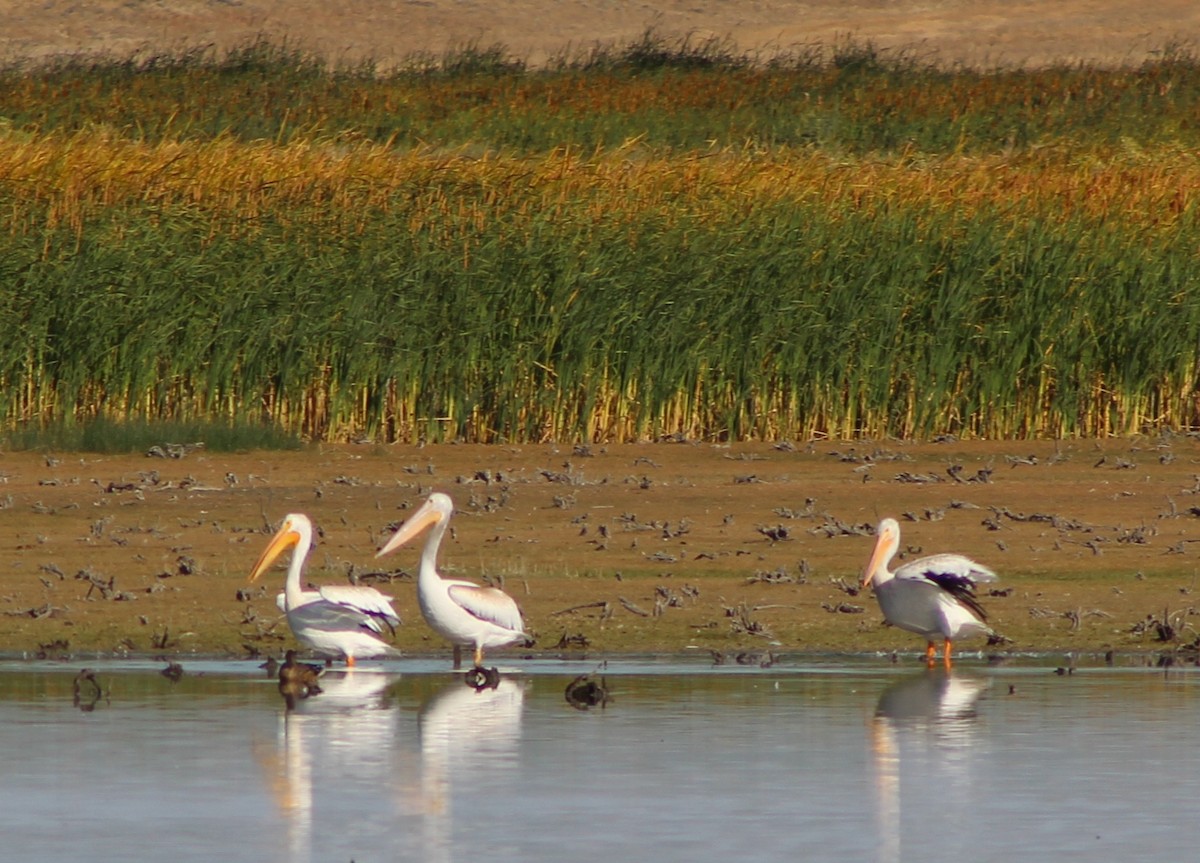 American White Pelican - ML623533514