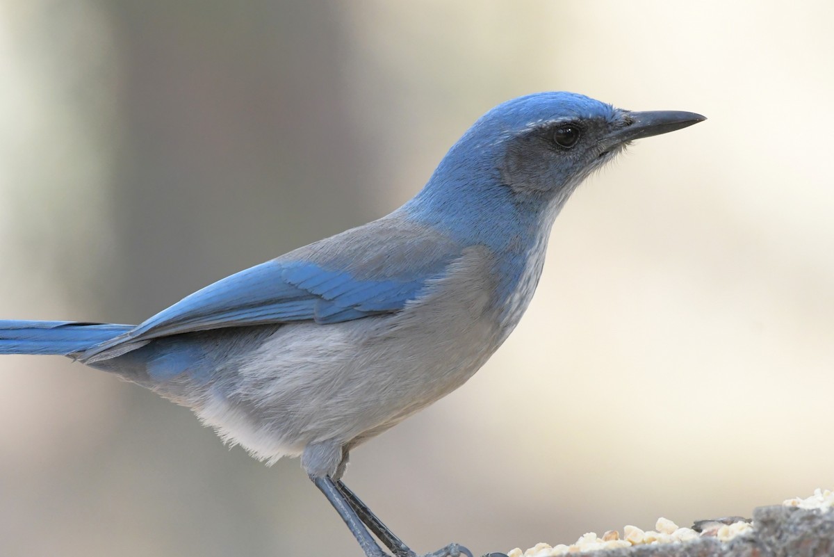 Woodhouse's Scrub-Jay - Shirley Sobkow