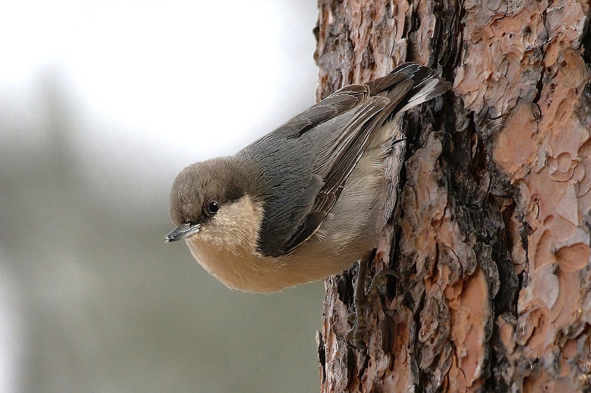 Pygmy Nuthatch - ML623533547