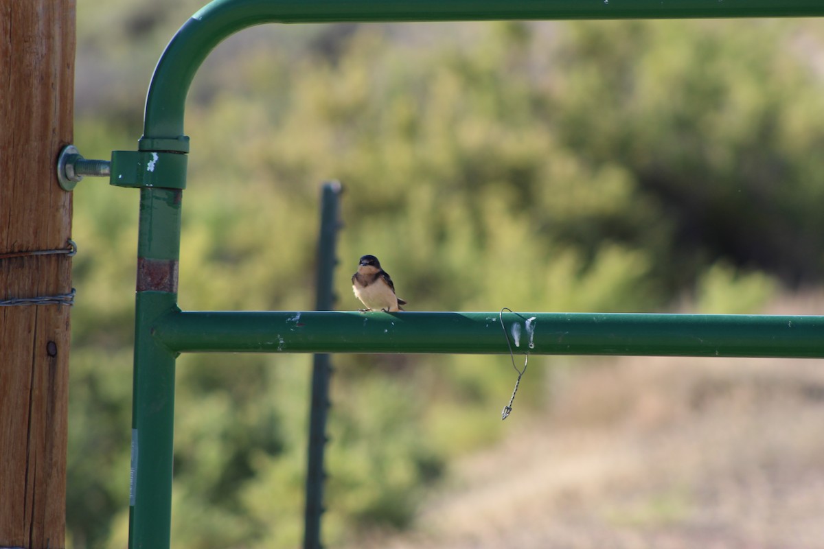 Barn Swallow - ML623533549