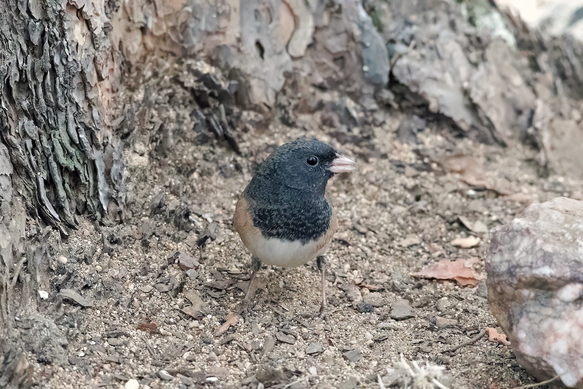 Junco ardoisé (groupe oreganus) - ML623533555