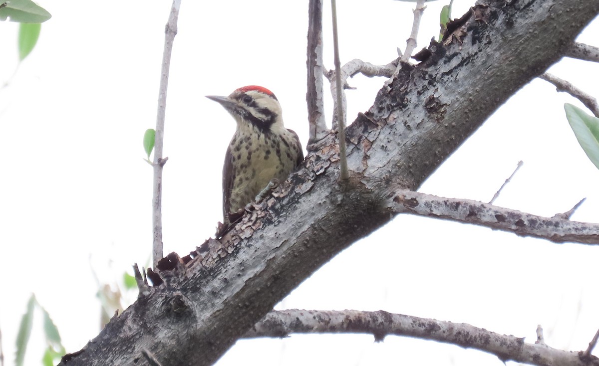 Ladder-backed Woodpecker - ML623533562