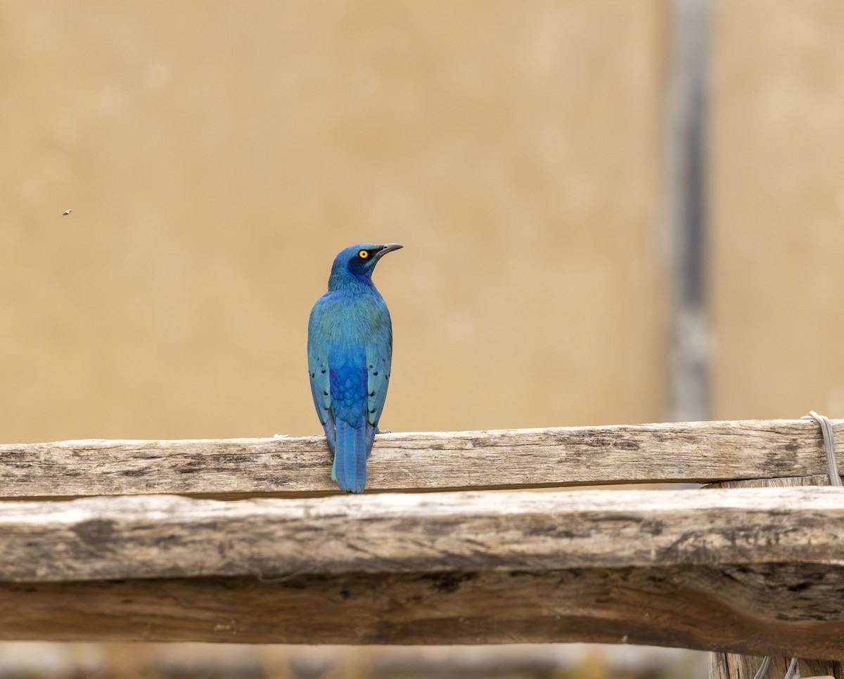 Greater Blue-eared Starling - ML623533578