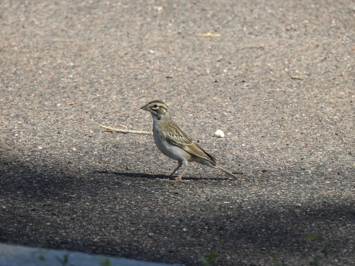 Lark Sparrow - ML623533581